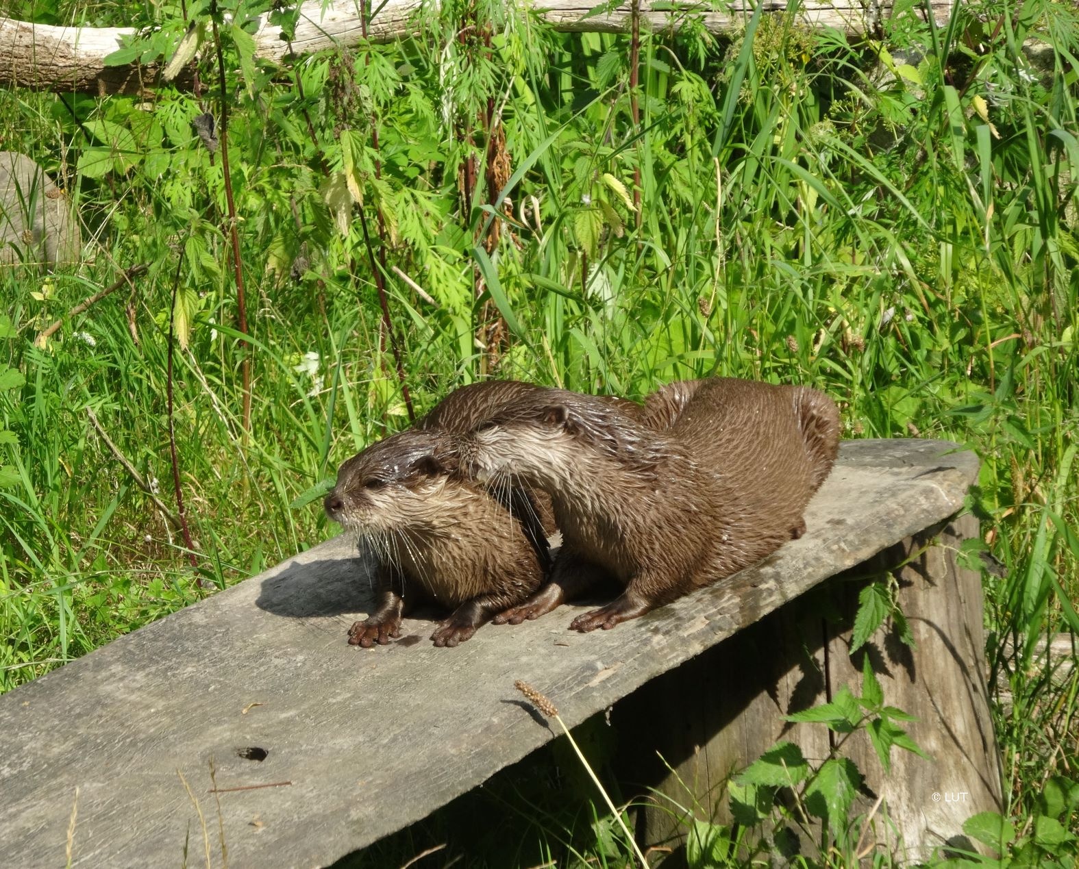 Natureum, Balje, junge Otter