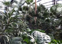 Bild zu Palmengarten