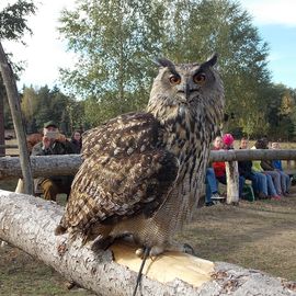 Wildpark Johannismühle in Klasdorf Stadt Baruth in der Mark