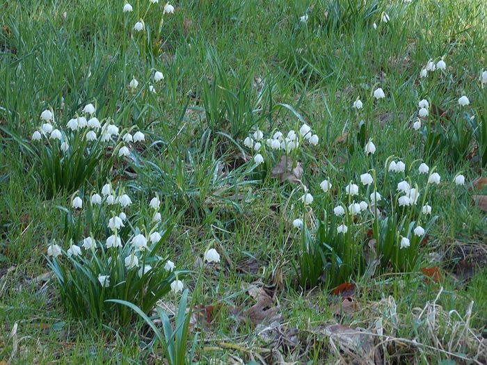 Märzenbecherwiesen