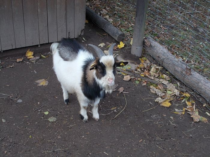 Wildpark Osterzgebirge