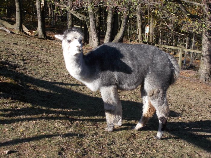 Wildpark Osterzgebirge