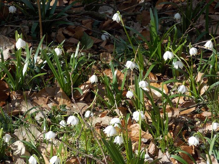 Märzenbecherwiesen