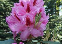 Bild zu Rhododendronpark Kamenz / Hutberg