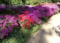Bild zu Rhododendronpark