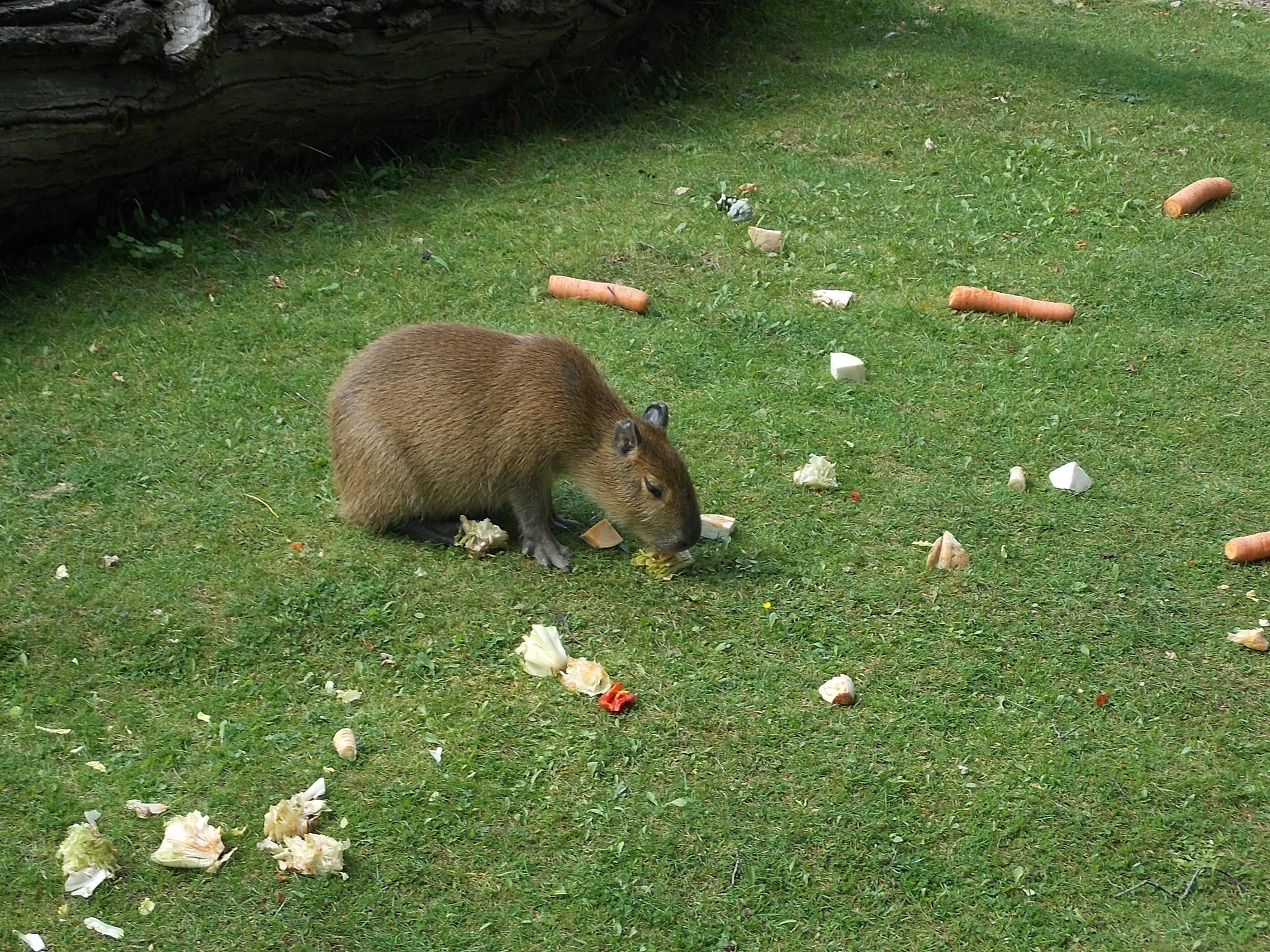 Bild 2 Zoologischer Garten in Dresden