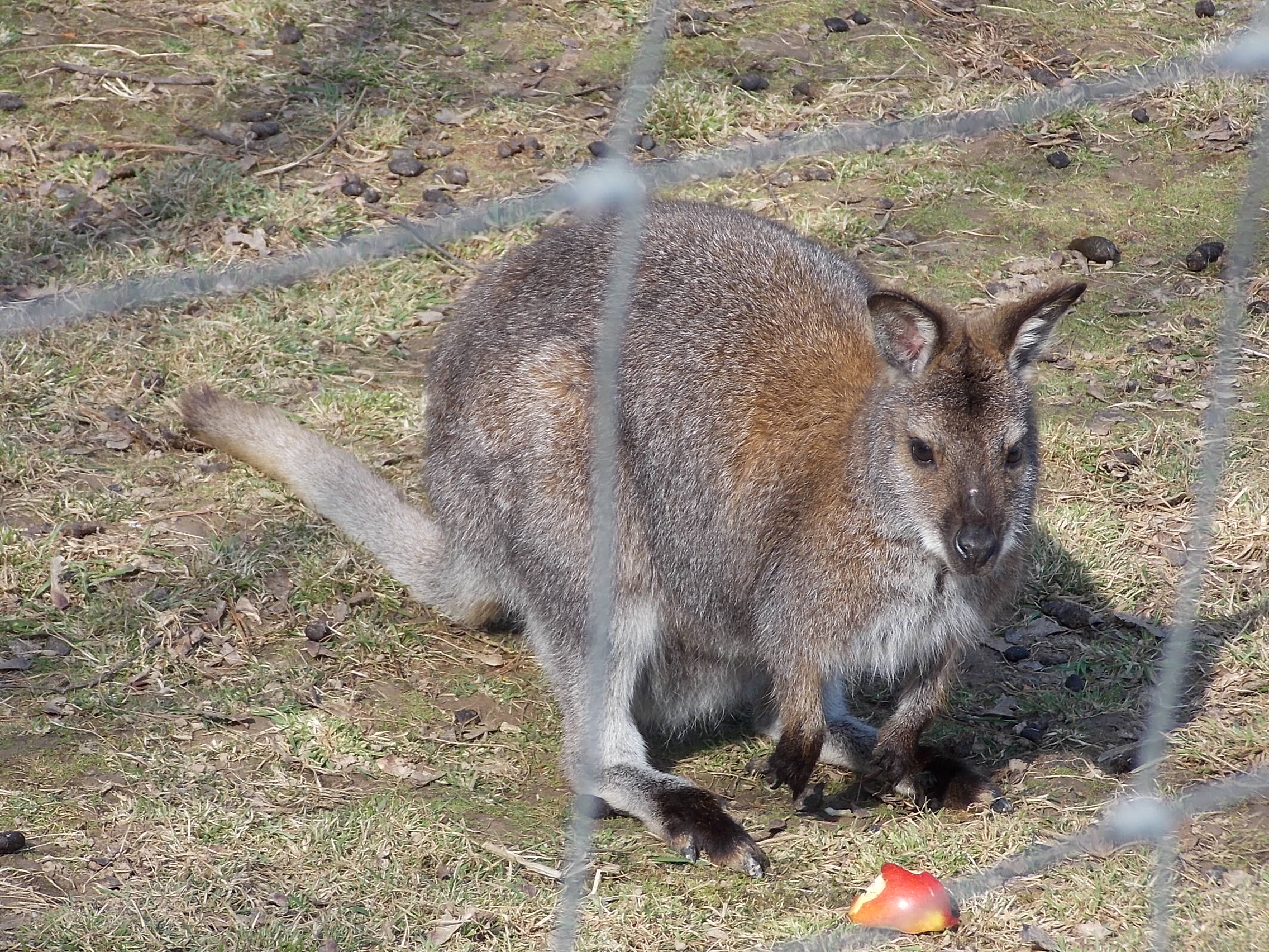 Bild 4 Tierpark in Meißen