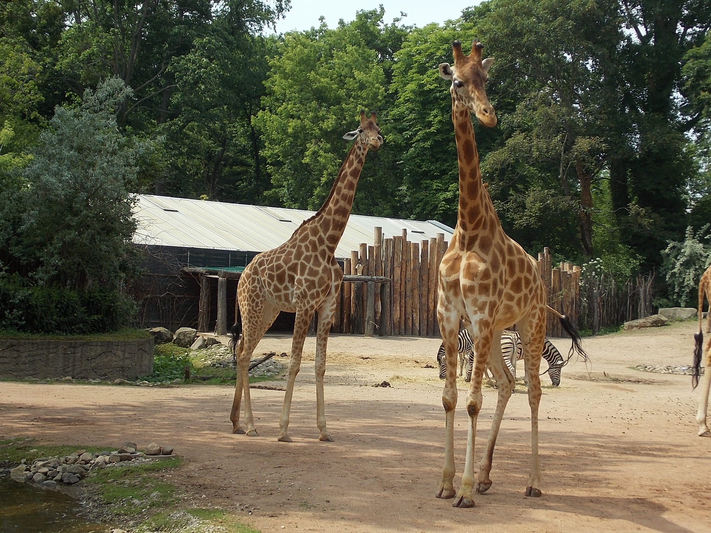 Bild 4 Zoologischer Garten in Dresden