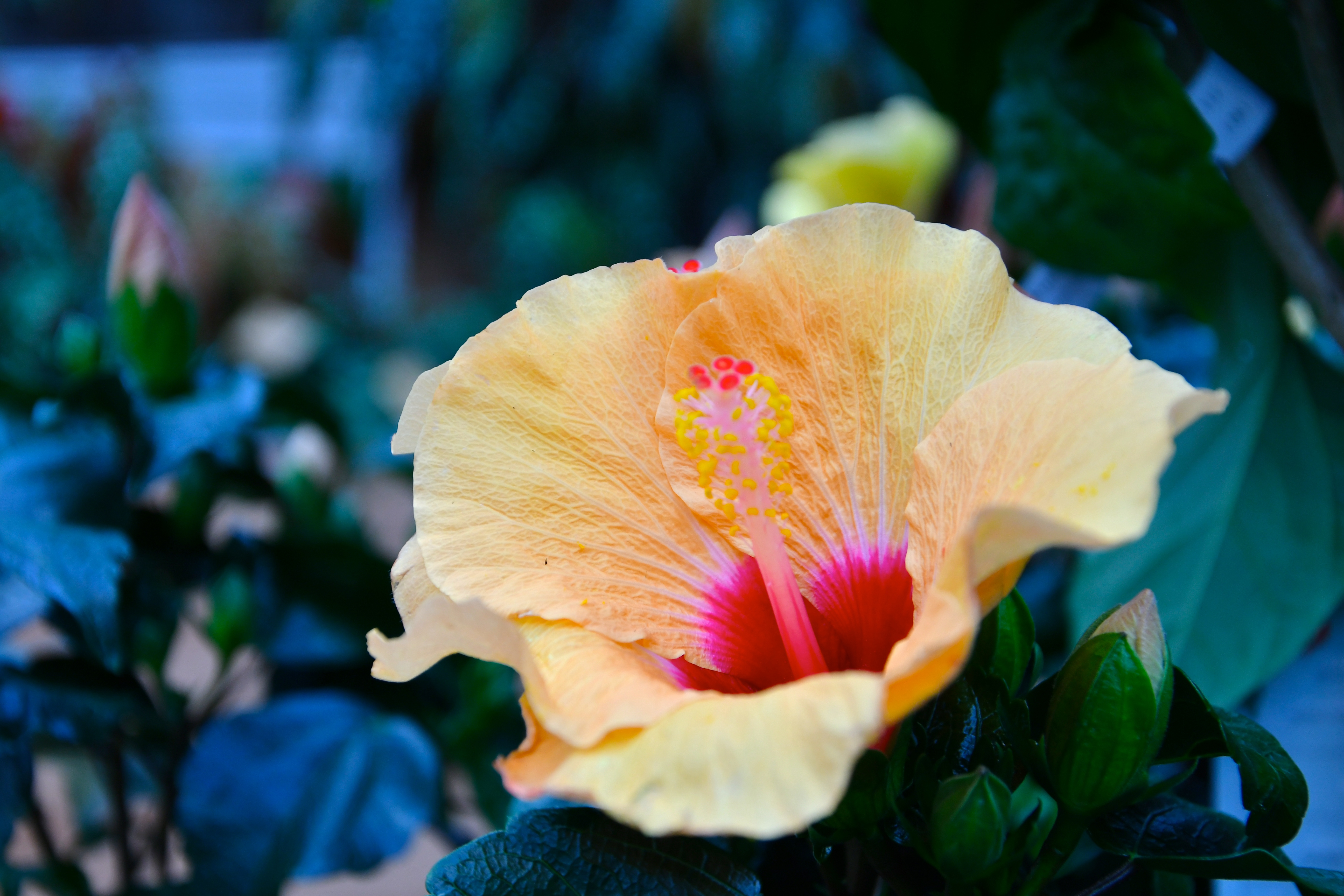 Hibiskus