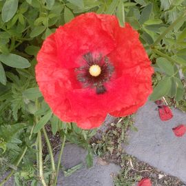 Kinderbewegungsland "Springmäuschen" Wildblumen am Eingangsbereich: hier ein Klatschmohn