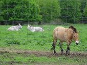 Nutzerbilder Tierpark Sababurg