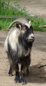 Nutzerbilder Zoologischer Garten Schwerin gGmbH