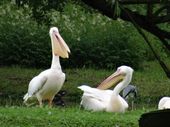 Nutzerbilder Zoologischer Garten Schwerin gGmbH