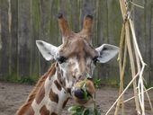 Nutzerbilder Zoologischer Garten Schwerin gGmbH