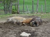 Nutzerbilder Tierpark Sababurg