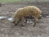 Nutzerbilder Tierpark Sababurg