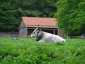 Nutzerbilder Tierpark Sababurg