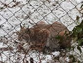 Nutzerbilder Heimat-Tierpark Olderdissen