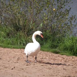 Natur- und Freizeitpark Fuldaaue, Baggerseen Breitenbach bei Bebra in Bebra