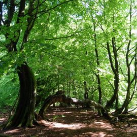 Naturschutzgebiet Urwald Sababurg,Reinhardswald in Hofgeismar