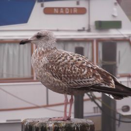 Hafen Niendorf