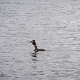 das ist nicht Nessie, sondern ein Kranich ;-)