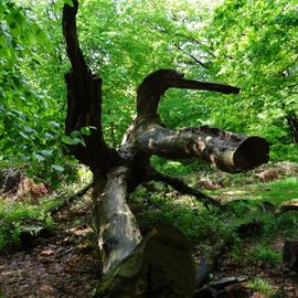 Naturschutzgebiet Urwald Sababurg,Reinhardswald in Hofgeismar