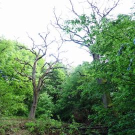 Naturschutzgebiet Urwald Sababurg,Reinhardswald in Hofgeismar