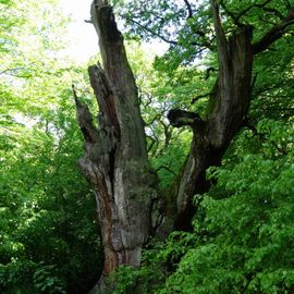 Naturschutzgebiet Urwald Sababurg,Reinhardswald in Hofgeismar