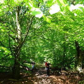 Naturschutzgebiet Urwald Sababurg,Reinhardswald in Hofgeismar