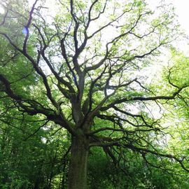 Naturschutzgebiet Urwald Sababurg,Reinhardswald in Hofgeismar