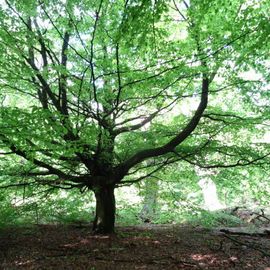 Naturschutzgebiet Urwald Sababurg,Reinhardswald in Hofgeismar