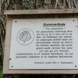 1000- jährige Linde, Gerichtslinde in Schenklengsfeld