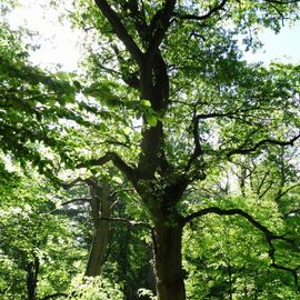 FriedWald Reinhardswald in Trendelburg