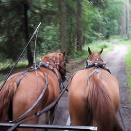 Kremserfahrt mit Mercedes  (ohne Stern)  und Grande