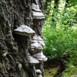 Naturschutzgebiet Urwald Sababurg,Reinhardswald in Hofgeismar