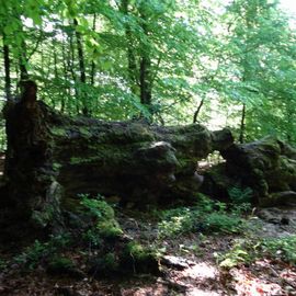 Naturschutzgebiet Urwald Sababurg,Reinhardswald in Hofgeismar