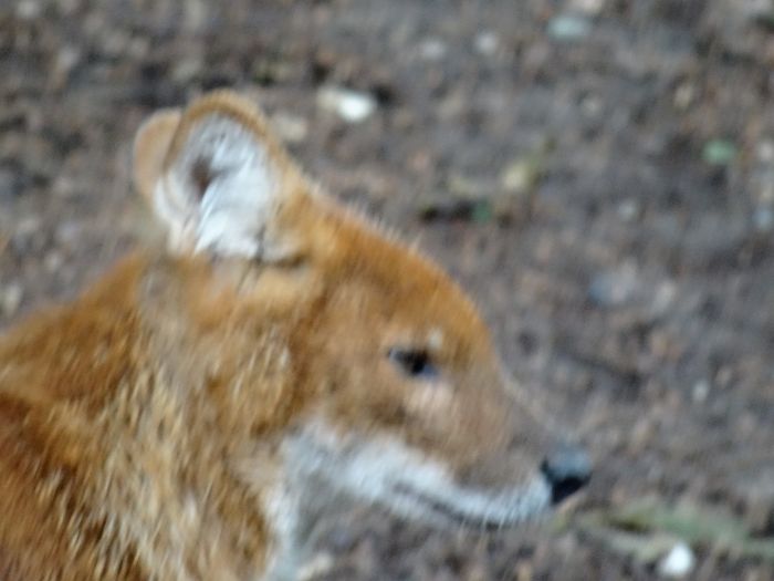 Nutzerbilder Zoologischer Garten Schwerin gGmbH