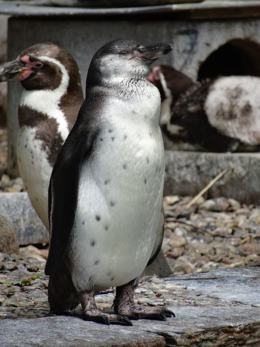 Nutzerbilder Zoologischer Garten Schwerin gGmbH