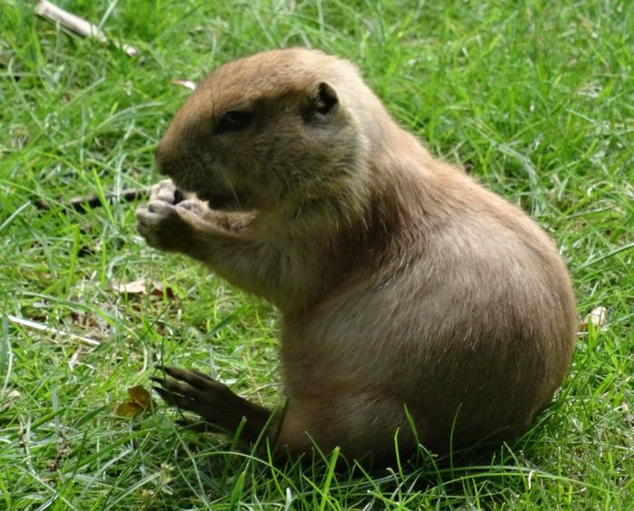 Nutzerbilder Zoologischer Garten gGmbH