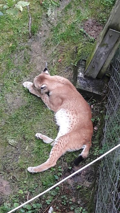 Nutzerbilder Heimat-Tierpark Olderdissen