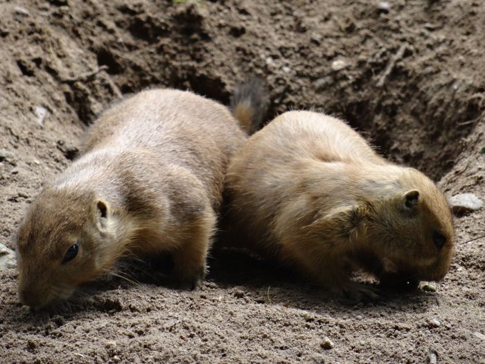 Nutzerbilder Zoologischer Garten Schwerin gGmbH