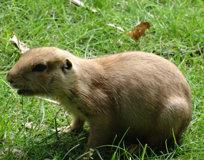 Nutzerbilder Zoologischer Garten Schwerin gGmbH