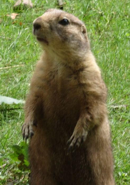 Nutzerbilder Zoologischer Garten gGmbH