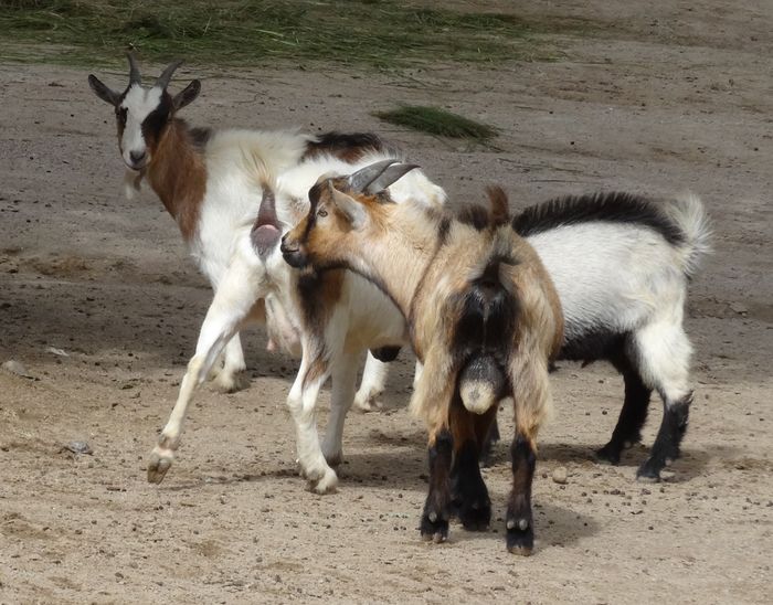 Nutzerbilder Zoologischer Garten gGmbH