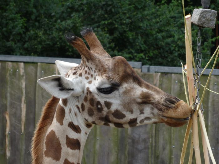 Nutzerbilder Zoologischer Garten Schwerin gGmbH