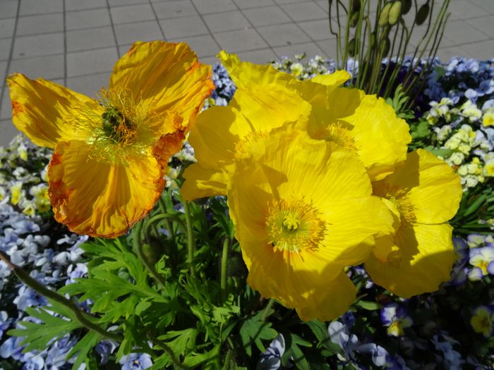 Nutzerbilder Erfurter Garten- und Ausstellungs gGmbH (ega) egapark