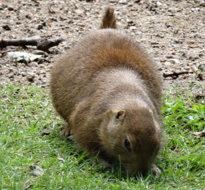 Nutzerbilder Zoologischer Garten Schwerin gGmbH