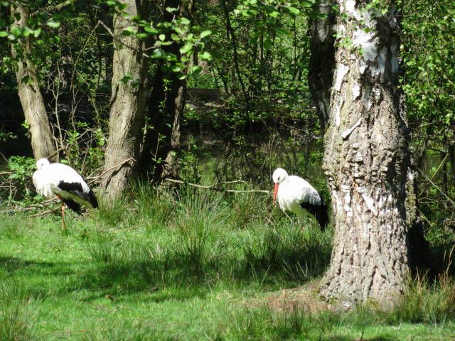 Nutzerbilder Tierpark Sababurg