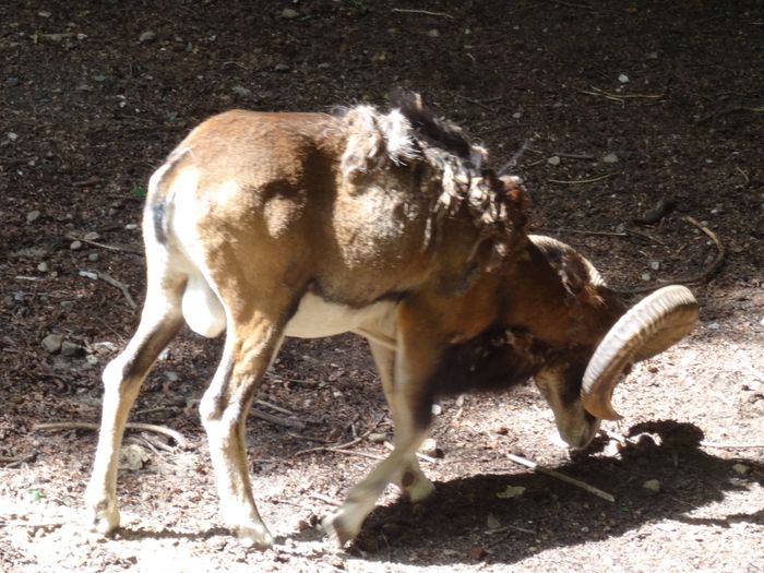 Nutzerbilder Zoologischer Garten gGmbH